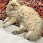 قط لتبني