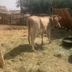 حسيله بعمر عشره شهور