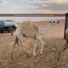 للبيع قعود لاباني