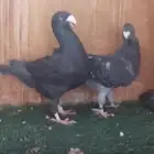 جوز هومر مع انتاجه