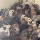 صوص فيومي ذهبي وشبابي وألمنيوم