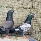 تم البيع تيدي شينا أساس منتج