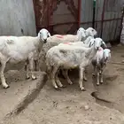 ضأن حريه   بهم ذبائح