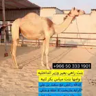 هجن راكض بنت راهي بعير وزير الداخليه ولقحه على ولد متعب