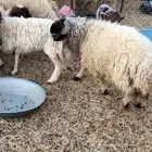 خروف جذع ادرع