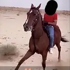 حصان مع البل وسبوق