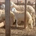 طليان مشاريع فحول