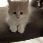 قطه للبيع