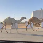 بكره رمانيه حقة