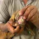 سواكن ثنيان وجذعان جبره اوزان عاليه