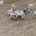 فروخ براهما للبيع
