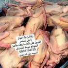 زغاليل زاجل شحم