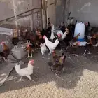 ديوك بلدي نظيفه و سليمه من الأمراض