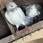 حمام للبيع
