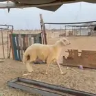 مشروع فحل