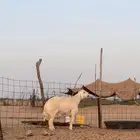 مشروع فحل حري صنف