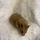 هامستر سوري