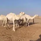 أبل