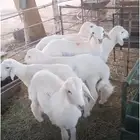 للبيع بهم خرفان حري 6 بالجله فيه توصيل للرياض