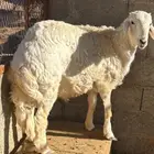 للبيع خروف حري طيب مغلق عمره حدود 5 شهور