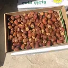 تمر سكري جالكسي الطيبين من مزارعنا بالقصيم