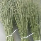 مرخ طازج للحنيذ والمندي يقطف يوم طلبك