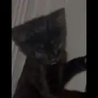 قطه للتبني العمر شهرين لعوبه