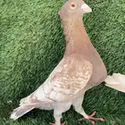 جوز زاجل زينه فراشه - ( تم البيع )