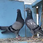 حمام