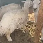 رخل ذبيحه طيبه ب الحيل