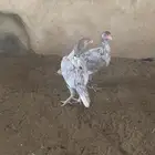 دجاج سندي باكستاني
