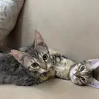 قطط للتبني