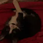قط للتبني العاجل