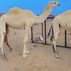 بكره لقيه على جميع الشروط