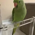 للبيع طير دره
