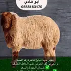 ذبايح للبيع