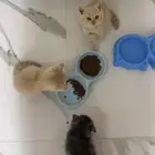 قطه للبيع