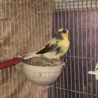 زوج منتج ومغرد..جولستر وفايو كرست عيون حمر