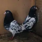 تم البيع تيدي سيت ولا أساس خوارج