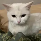 قطة للتبني