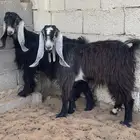 تيس وجفره خمس شهور