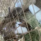 ثلاثه أرانب للبيع ثنين ذكور وأنثى للبيع