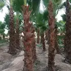 مشتل زراعي