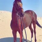 مهره انجليزية فاخره