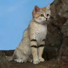 قط ب