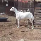 نعجة بلدي فاااخرة