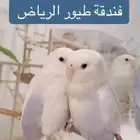 فندقه طيور