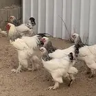 دجاج براهما