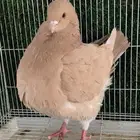 جوز كنق اصفر مدينا