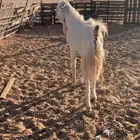 تيس ثني وعنز